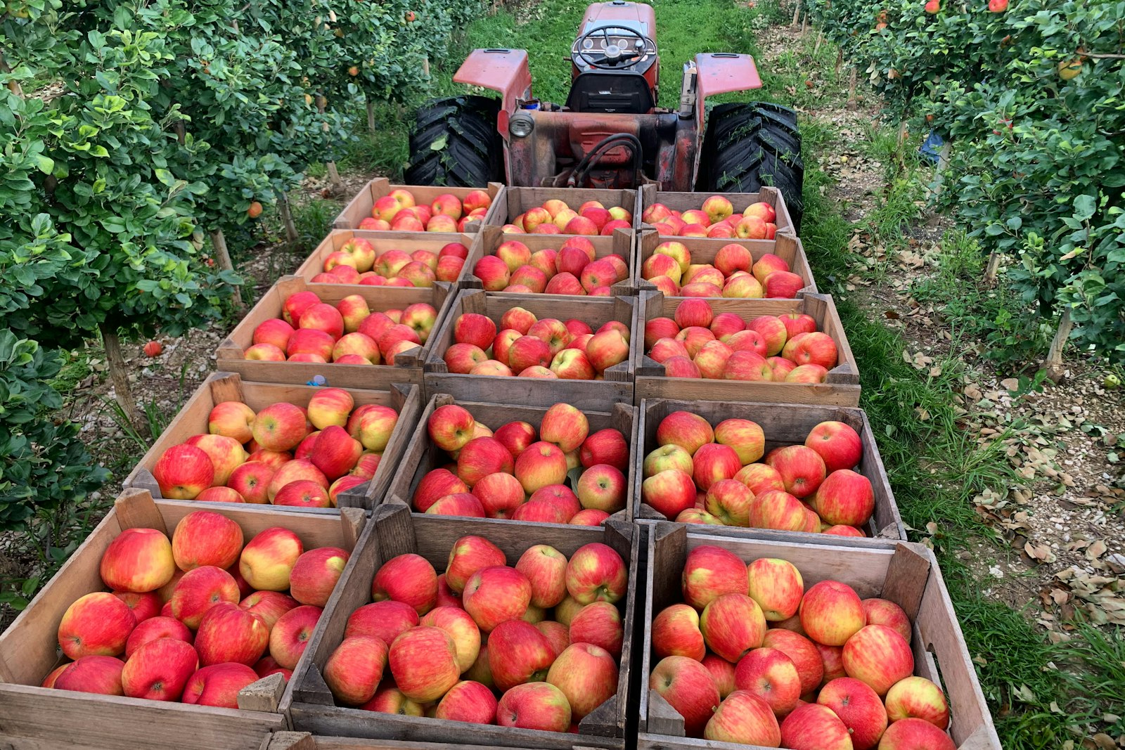 Freshly picked apples in a wooden basket