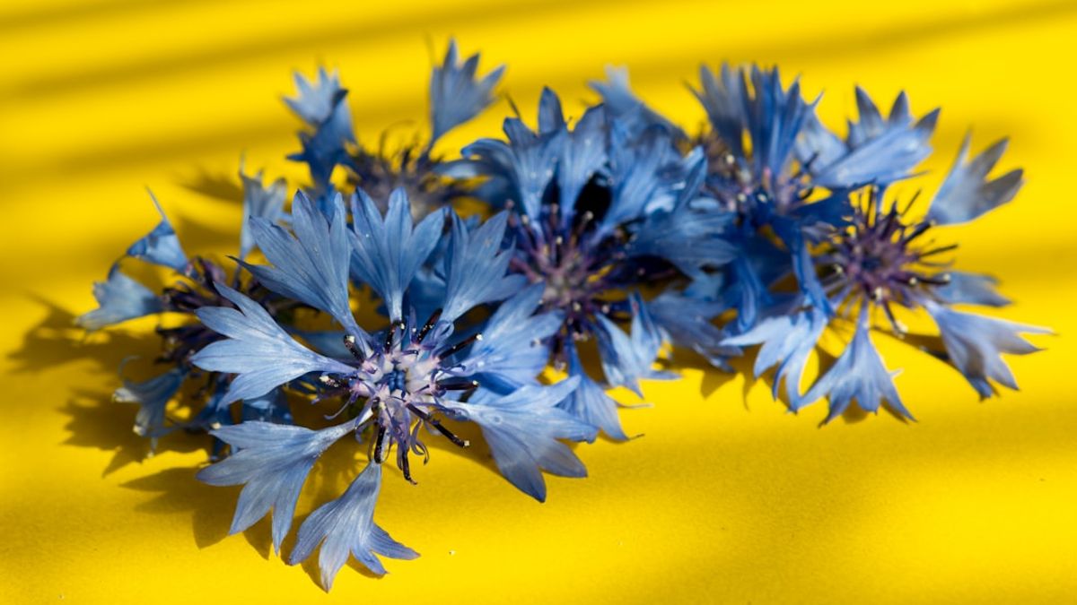 spirulina butterfly pea flower blue purple superfoods – global home cooking trends