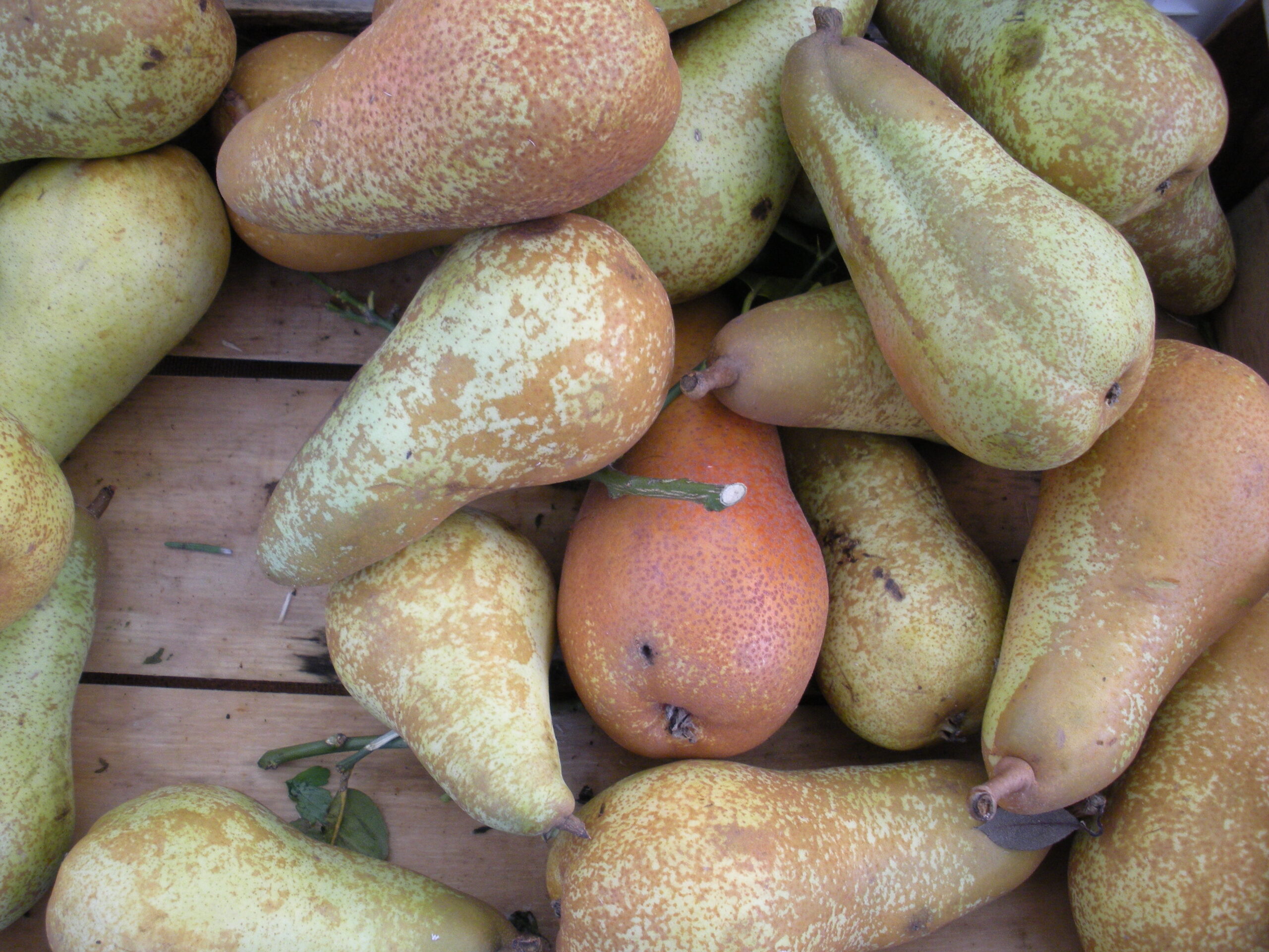 Several brown skinned pears with long necks resting in a shallow bowl on a counter