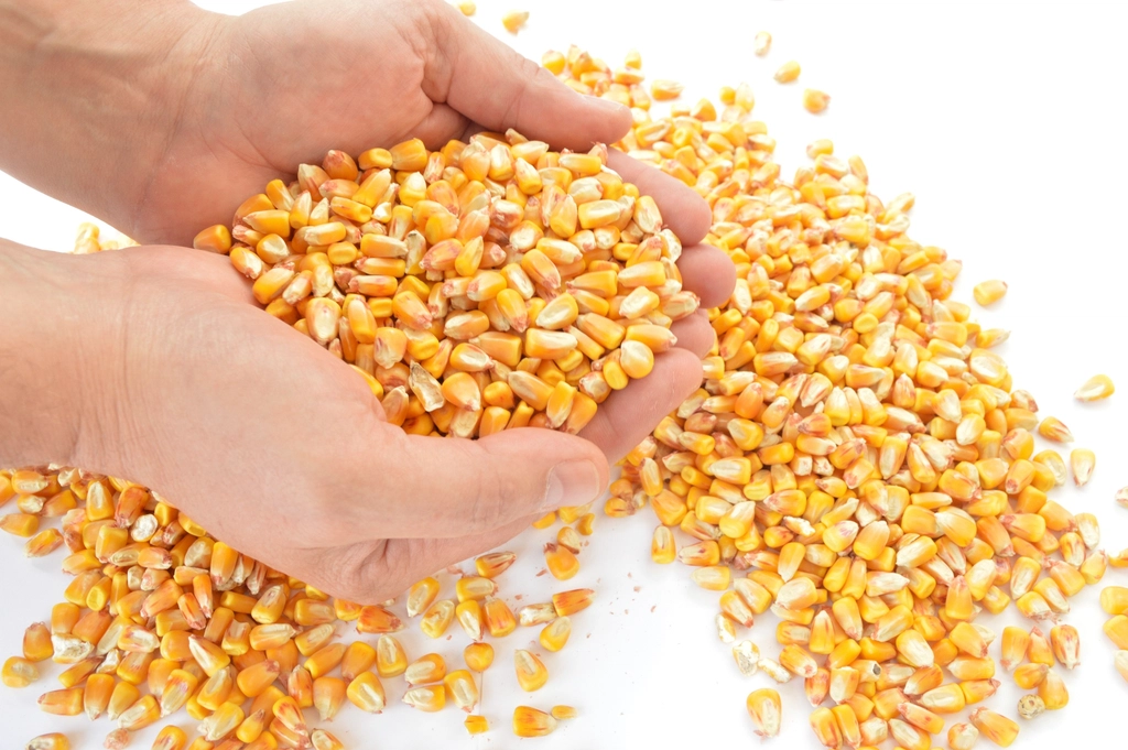 Yellow corn kernels cut from the cob collecting in a wide mixing bowl