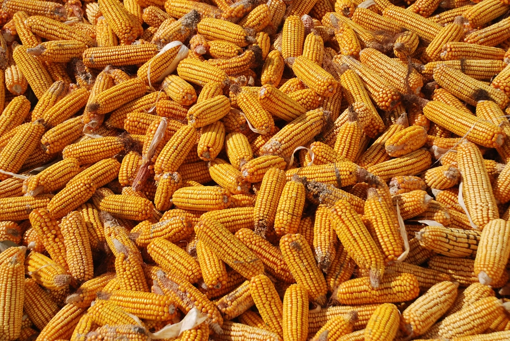 A pile of fresh sweet corn ears with green husks and brown silk at a market stand