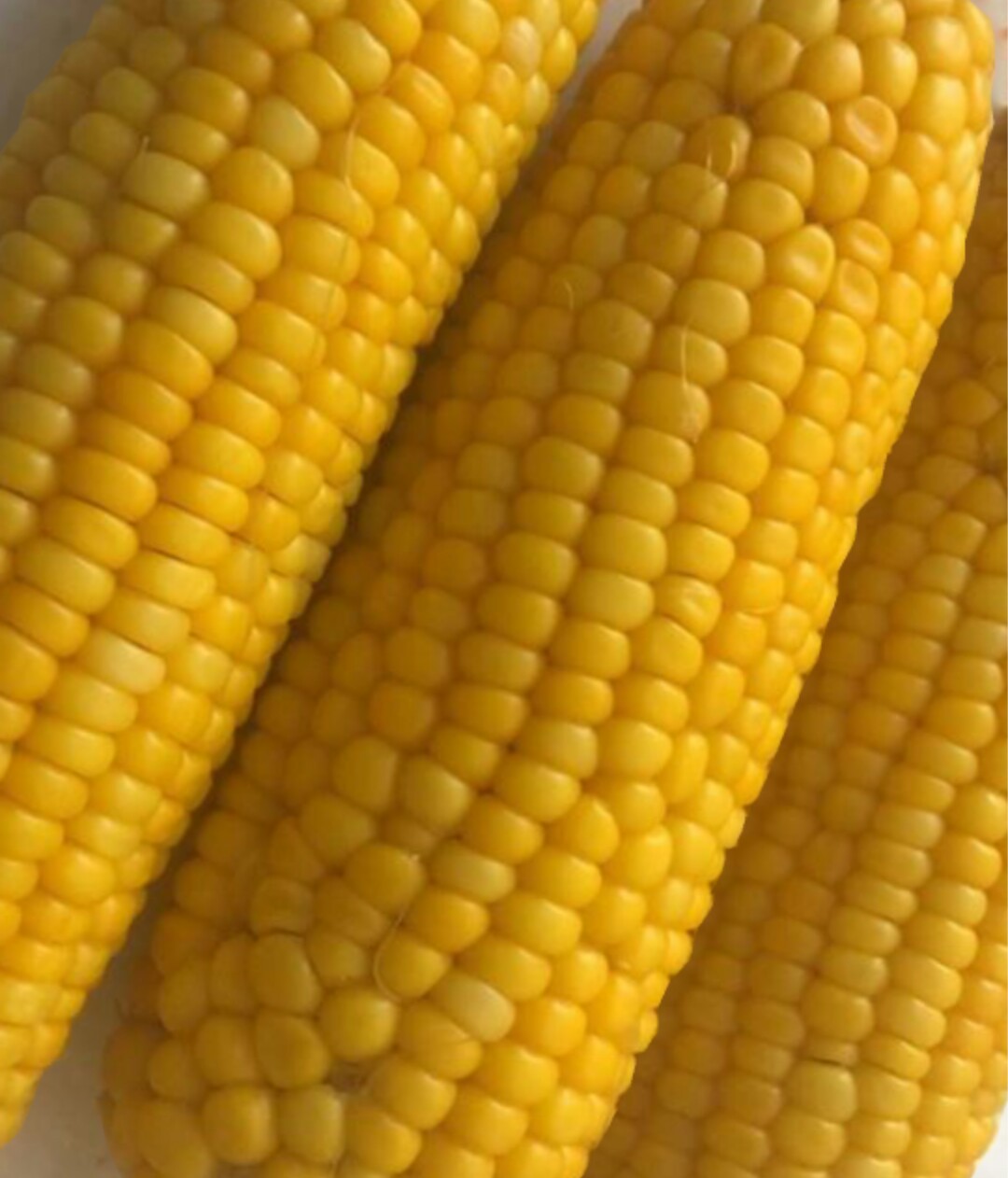 sweet corn ears husks