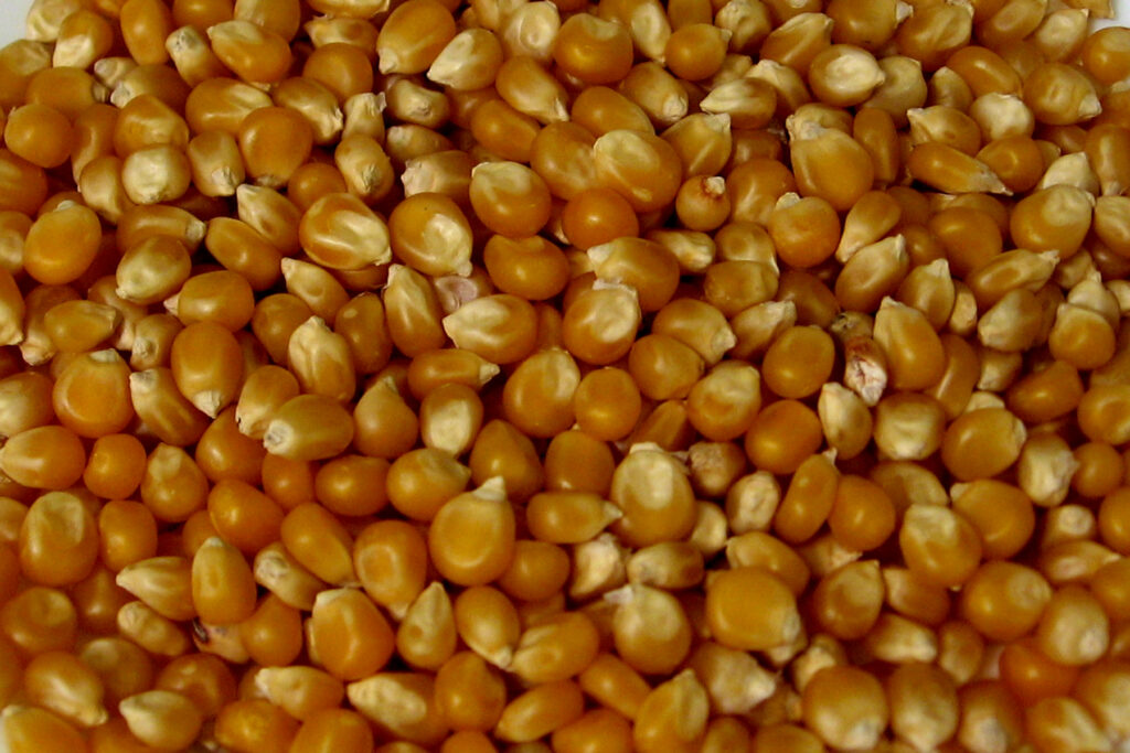 Dried corn kernels in a heavy pot with a lid resting beside it on a stovetop